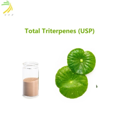 quality 90%Assay Herbal Extract Total Triterpenes (USP) Powder with Characteristic Odor factory